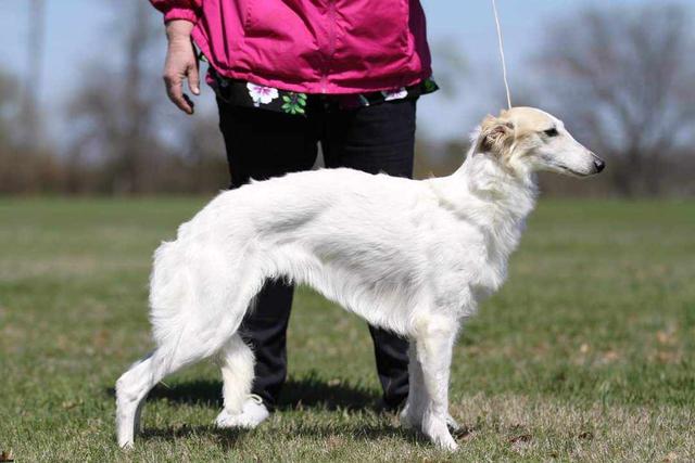 Photo of Winsome's Zenyatta at Attaway