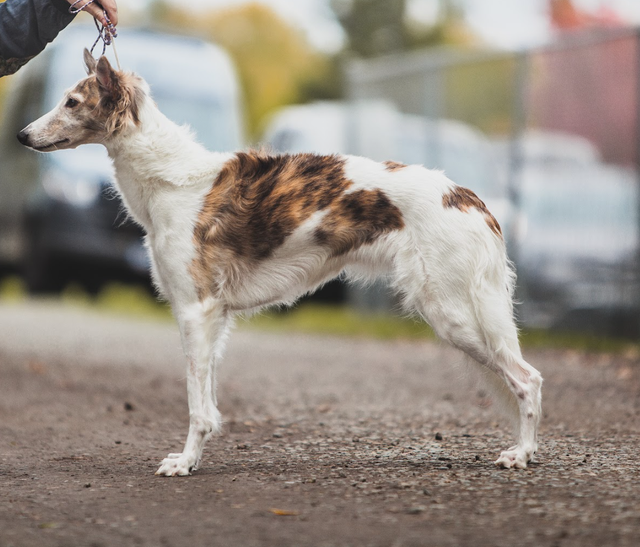 Photo of Wyndolyn Persephone
