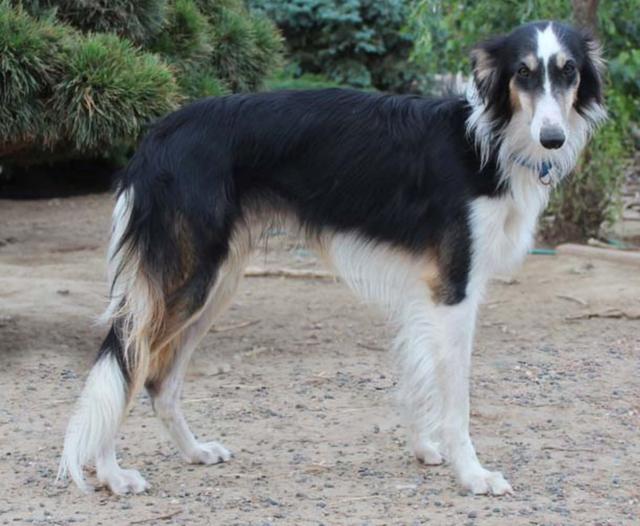 Photo of Wyndolyn Silver Fox