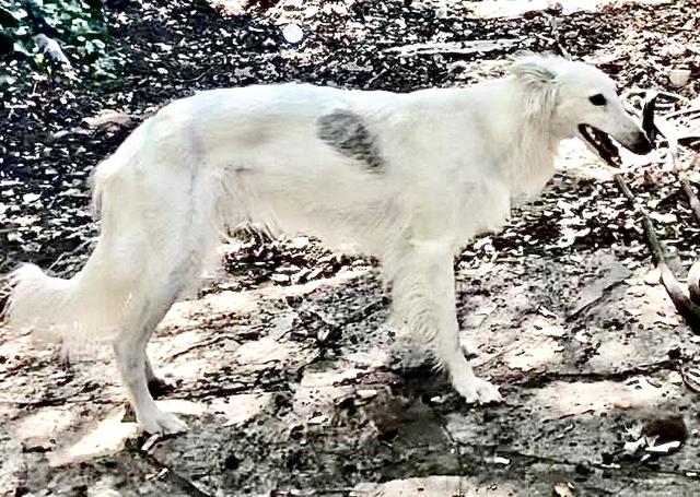 Photo of Wyndolyn Silver Garland