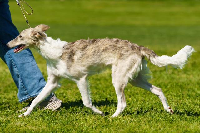 Photo of Wyndolyn Touch of Class