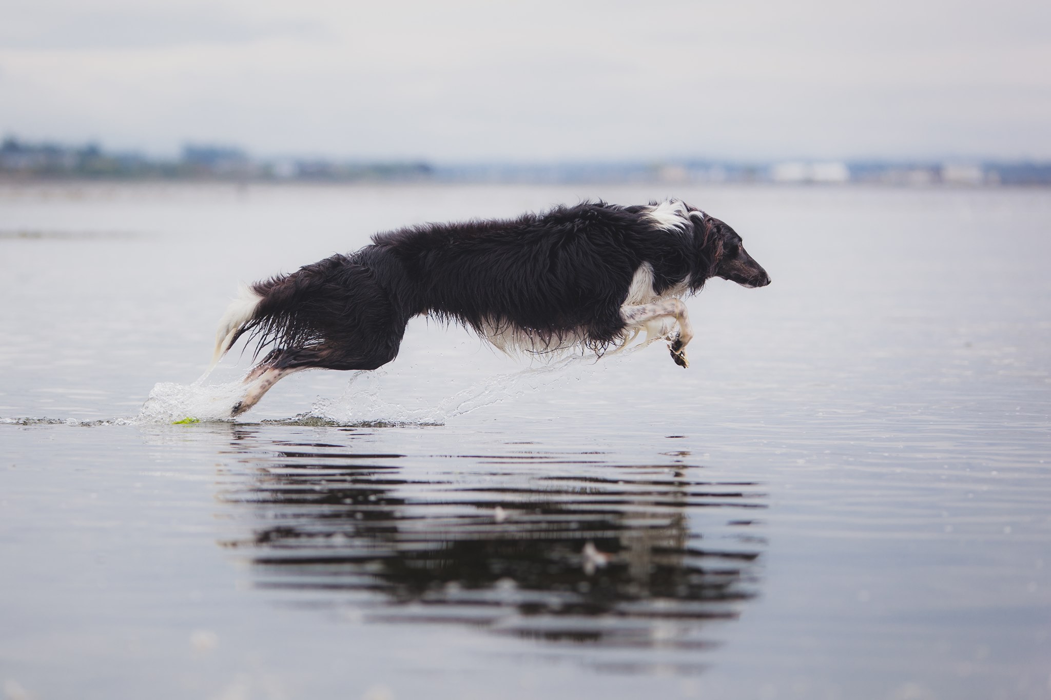 A mostly black silken windhound with white feet is bounding through low tide. Photo credit Pauline Ng