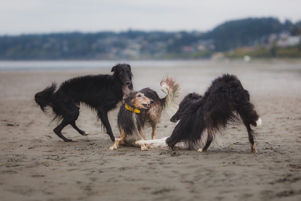 are silken windhounds good distance running dogs