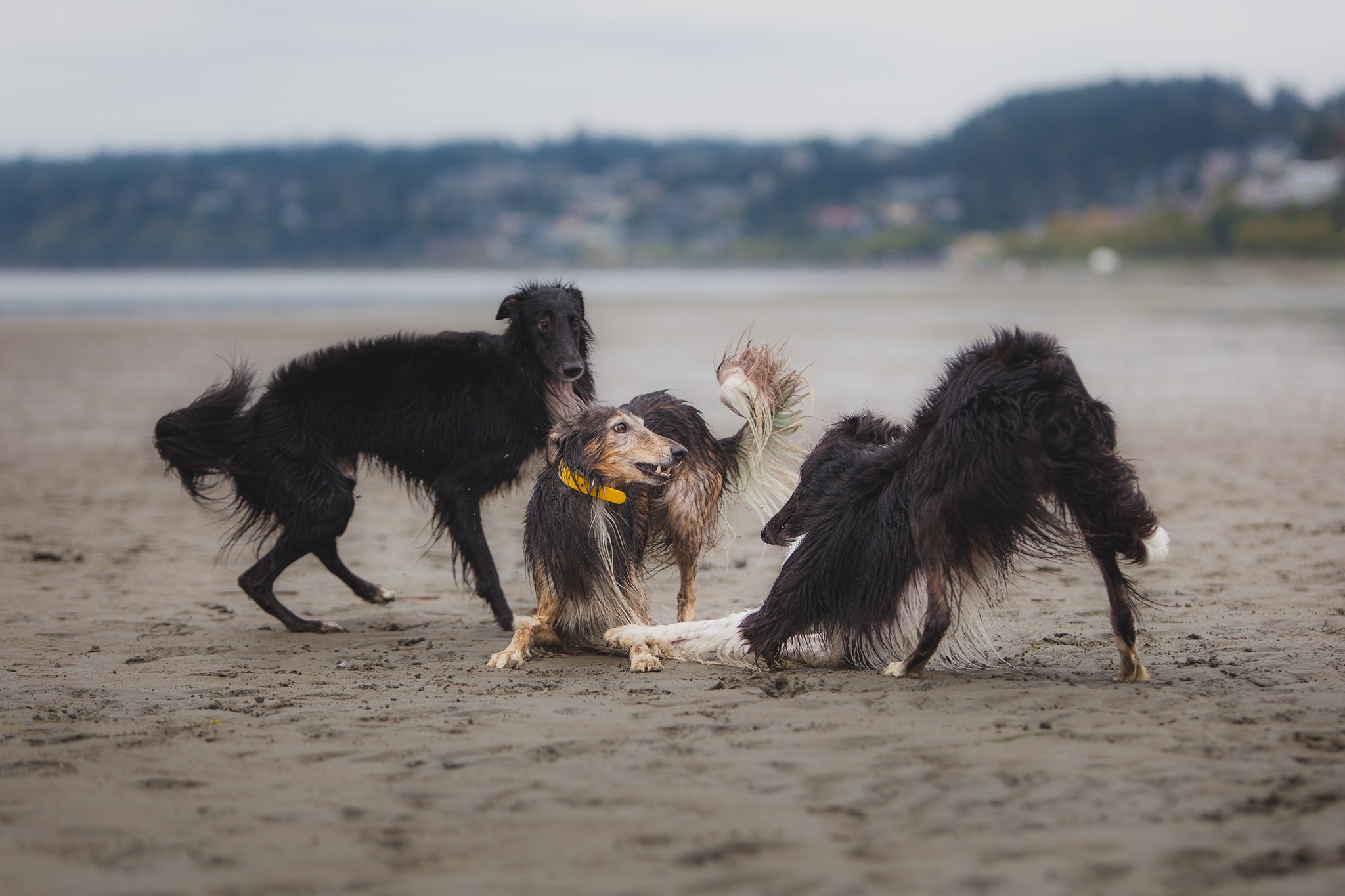 Two black silkens and a sable silken windhound play on the beach. Photo credit Pauline Ng