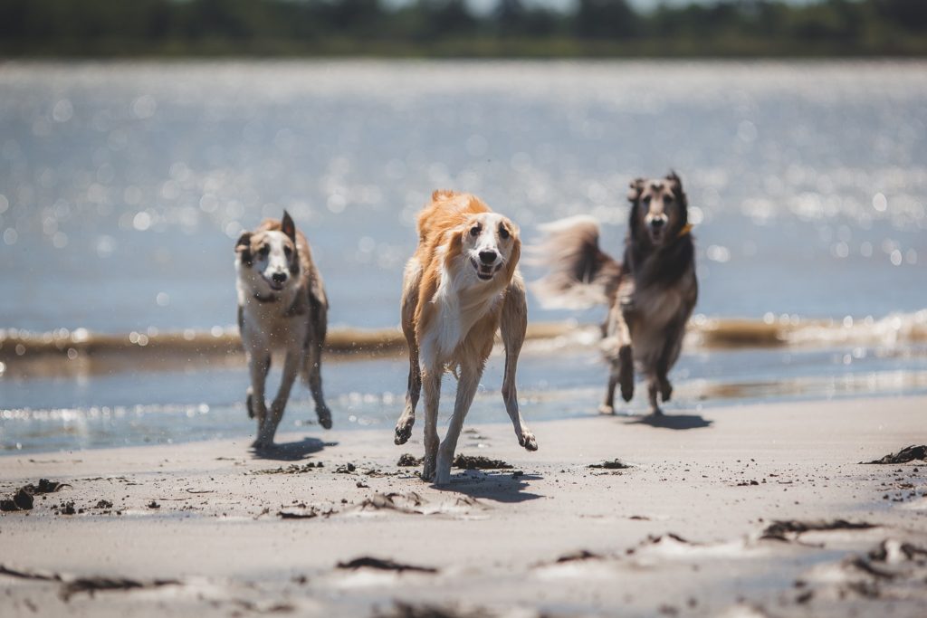Three silkens running towards the camera on the beach. Photo credit Pauline Ng