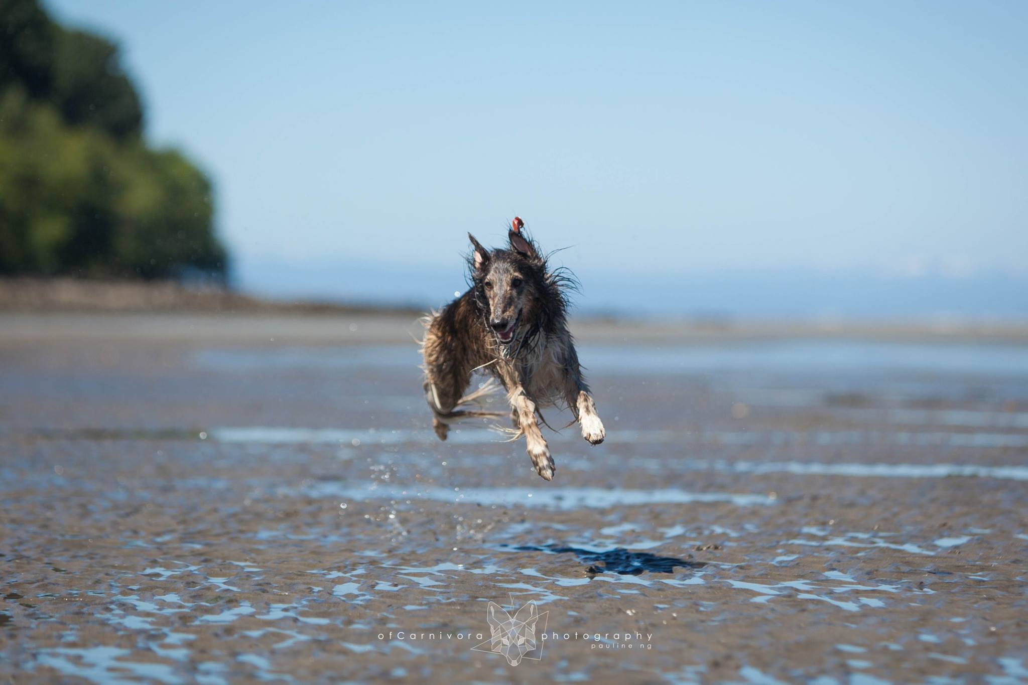 A silkenwindhound with all four feet off the ground while running. Photo credit Pauline Ng
