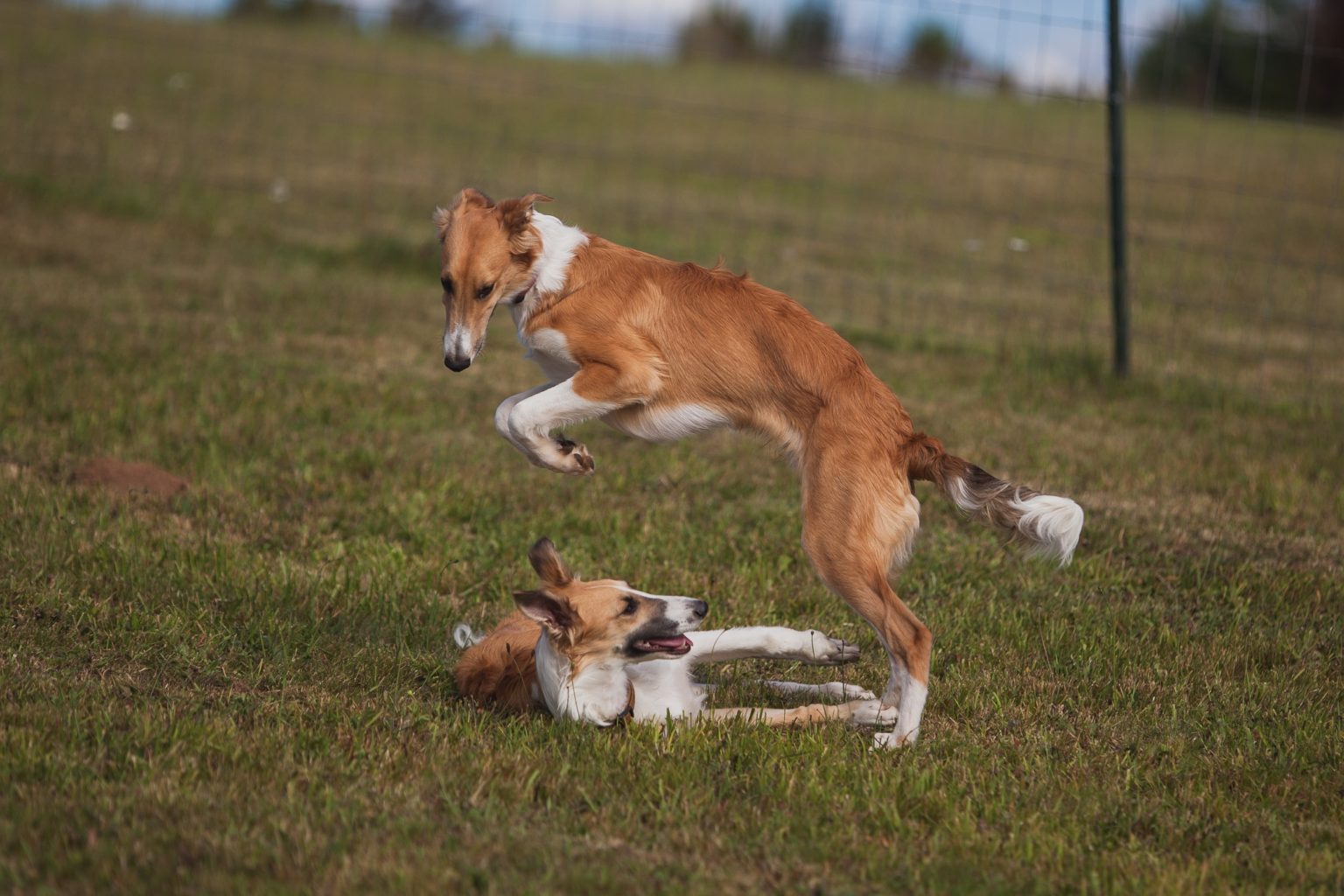 Two red silkenwindhound puppies play in a field. One is jumping over the other. Photo credit Pauline Ng