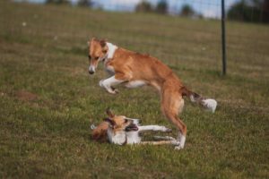 Two red silkenwindhound puppies play in a field. One is jumping over the other. Photo credit Pauline Ng