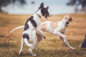 Two silken windhound puppies play. Photo credit Pauline Ng