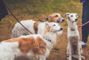 Four silkenwindhounds look at someone for treats. Photo credit Pauline Ng