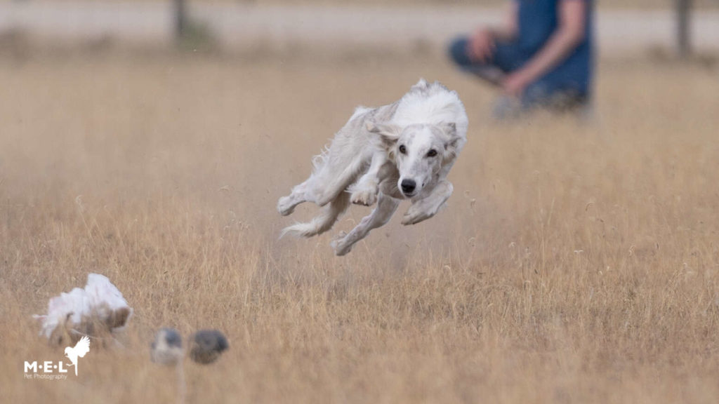 A grey brindle silken is running after the lure with all four feet off of the ground. Photo credit: Megan Lundberg