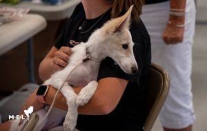 A white and cream silken puppy is being held at a dog show. Photo credit: Megan Lundberg