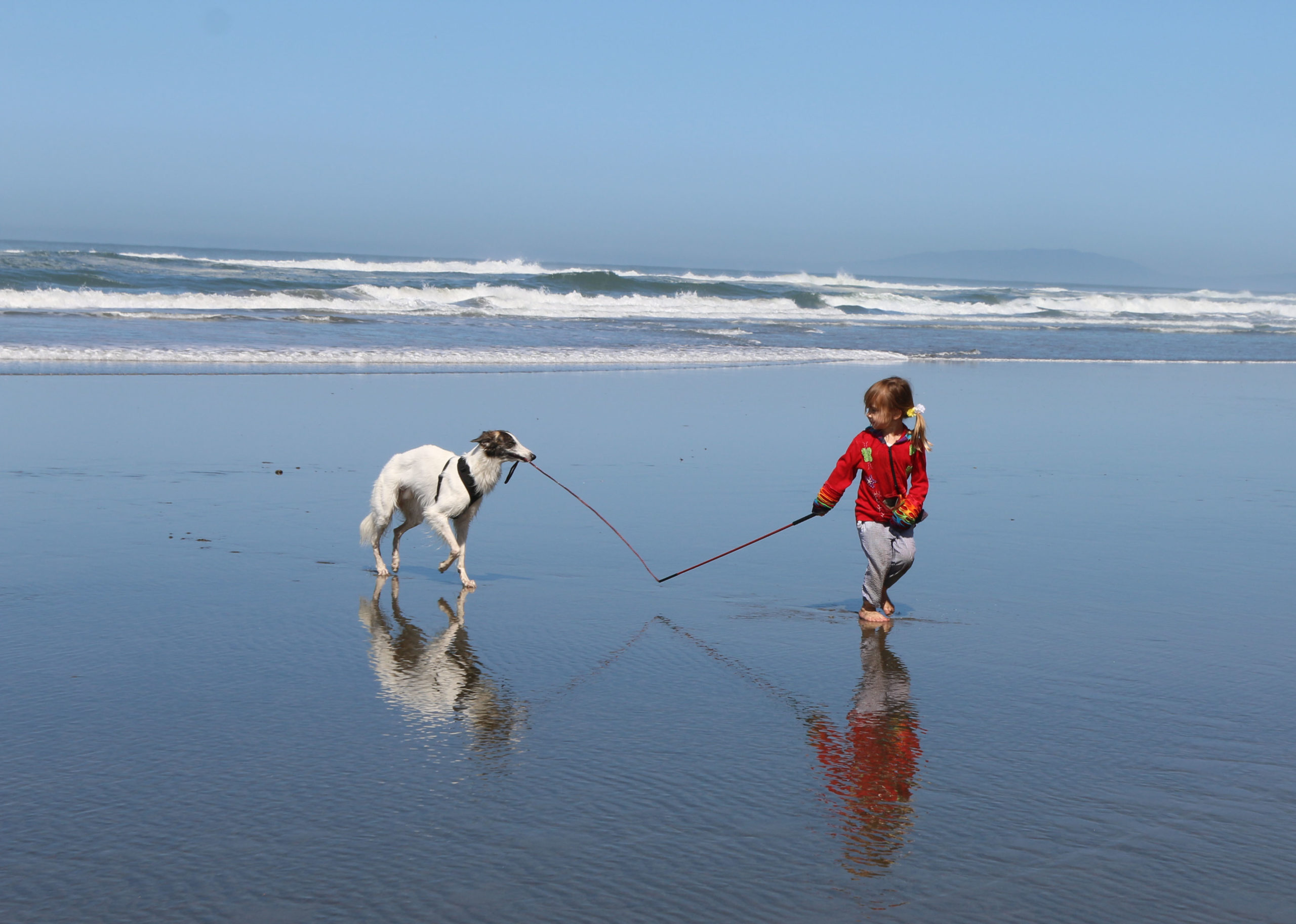 A silken windhound playing with a child on the beach. Photo credit: Joyce Chin