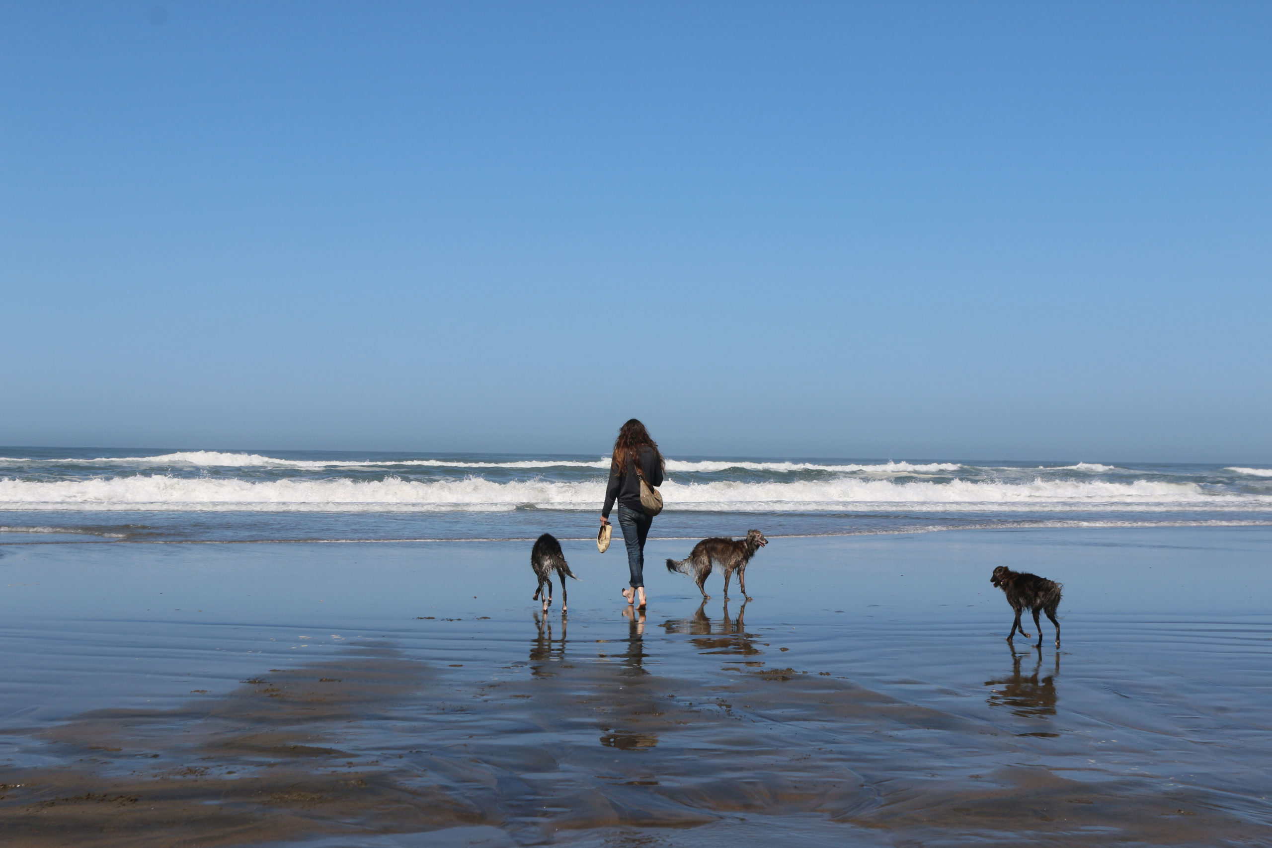 Three silkens on the beach with a woman. Photo credit: Joyce Chin