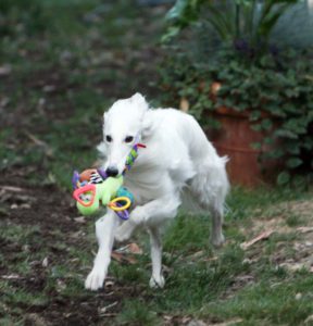 A white silken running while holding a toy. Photo credit: Joyce Chin