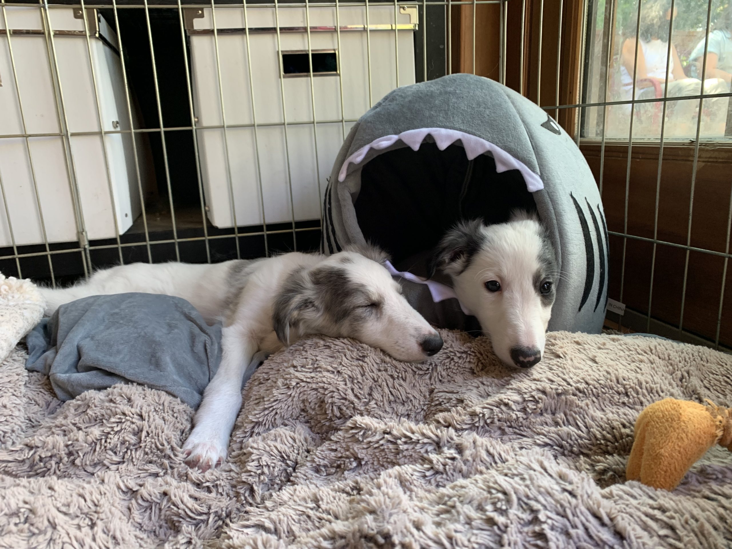 Two Talisman puppies sleeping. One is in a shark bed. Photo credit: Joyce Chin
