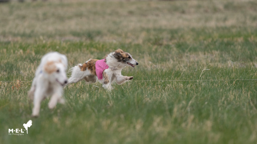 Two silkens running ASFA. Photo credit: Megan Lundberg