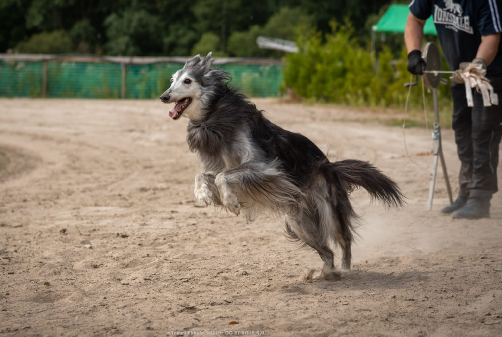 A black silken running on a track. Photo credit: Tommi Ekholm