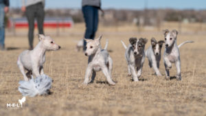 Five puppies chasing after a lure. Photo credit: Megan Lundberg