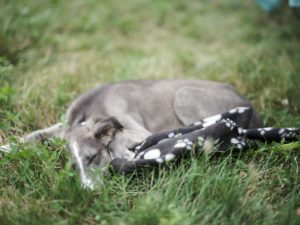 A silver silken puppy sleeping in the grass. Photo credit: Steven Beckerman