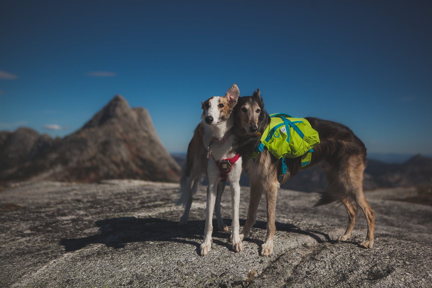 Two silkens standing on top of a mountain. One is wearing a dog backpack. Photo credit: Pauline Ng