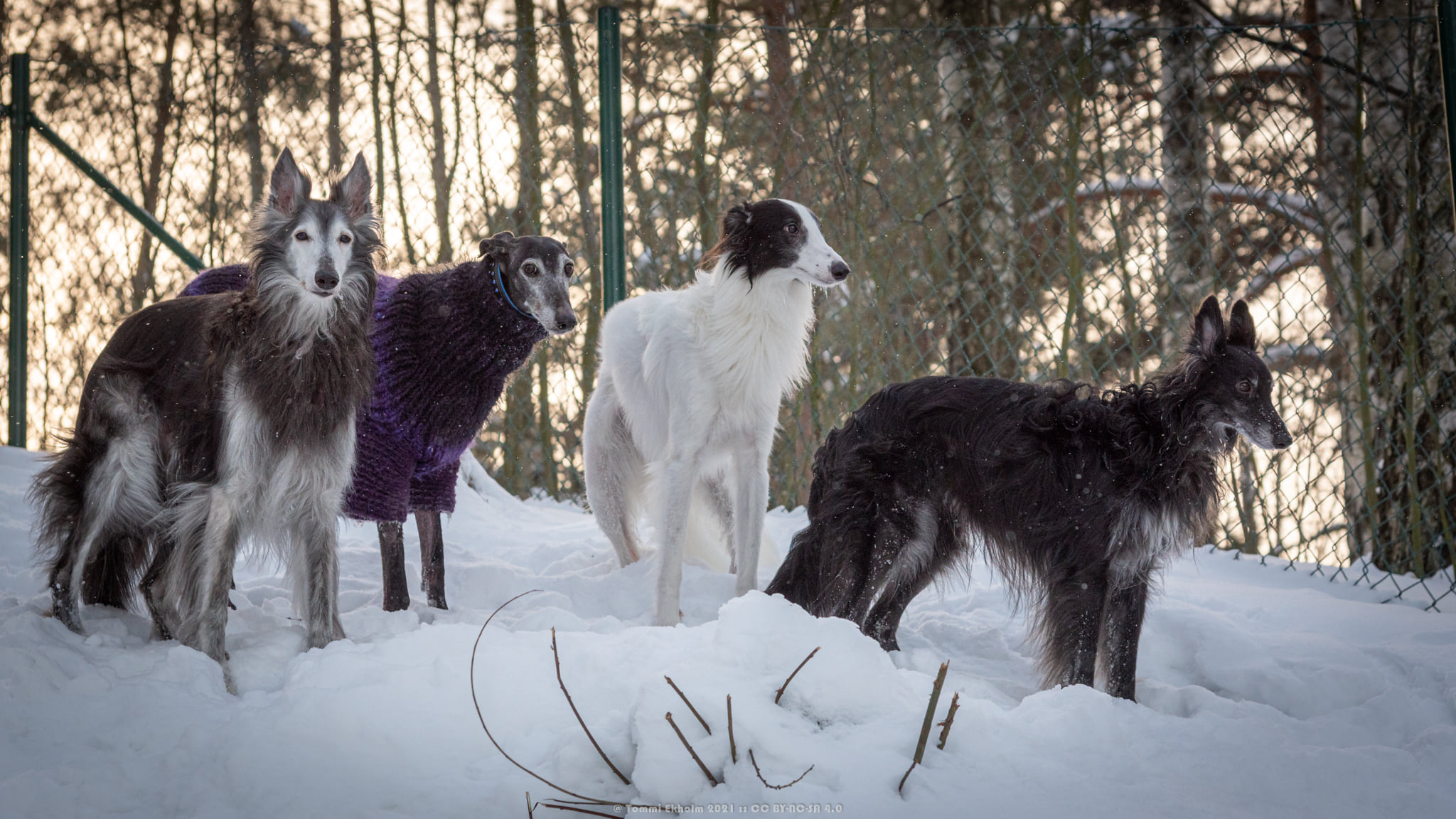 Three silkens and one galgo standing in the snow. Photo credit: Tommi Ekholm