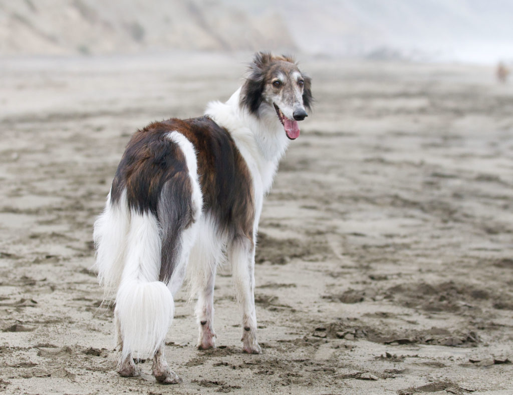 A red brindle silken, Teddy, standing on the beach. Photo credit: Joyce Chin