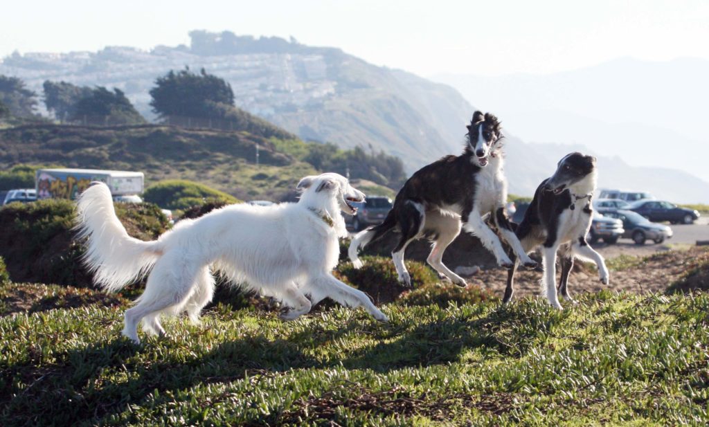 is silken windhound recognized by american kennel club