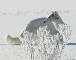 A white silken in the snow. Photo by Eero Juhola.