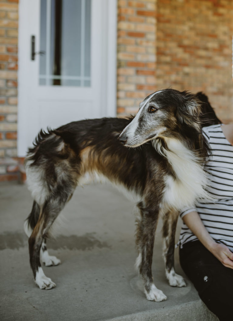 A chinchilla silken windhound looking over his shoulder. Photo by Janine Pracht