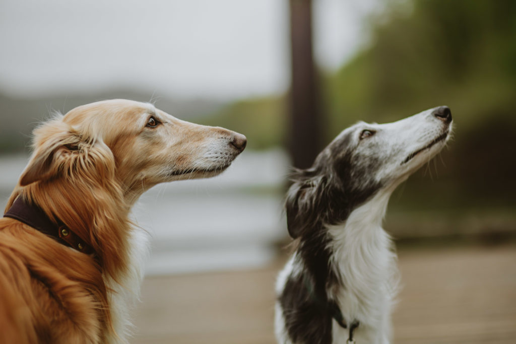 Two silkens in profile. The one on the left is cream and the one on the right is black and white. Photo by Janine Pracht