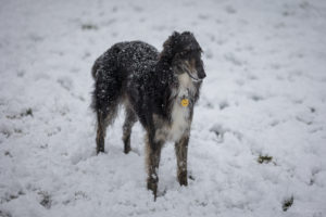 A dark brindle silken standing in the snow. Photo by Hillary Tregillus