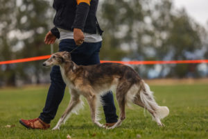 A silken windhound gaiting around the ring at Boofest 2021. Photo by Ashley Cirimeli