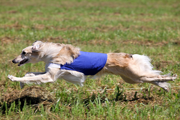 A sable silken windhound coursing. Photo by Malinda Julian