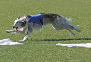 An older silken windhound chasing after the lure. Photo by Rick Steele