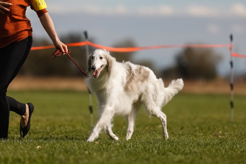 A white and fawn brindle silken windhound going gaiting around the show ring.Photo by Ashley Cirimeli