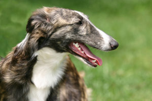 A profile photo of a young red brindle silken windhound. Photo by Joyce Chin