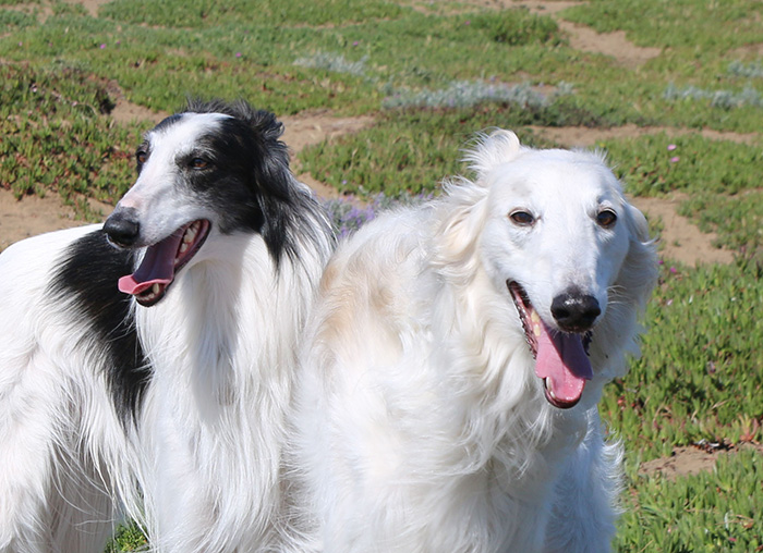 A black and white silken windhound standing next to a white and cream. Photo by Joyce Chin