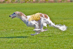A red and white silken windhound coursing. Photo by Joyce Chin