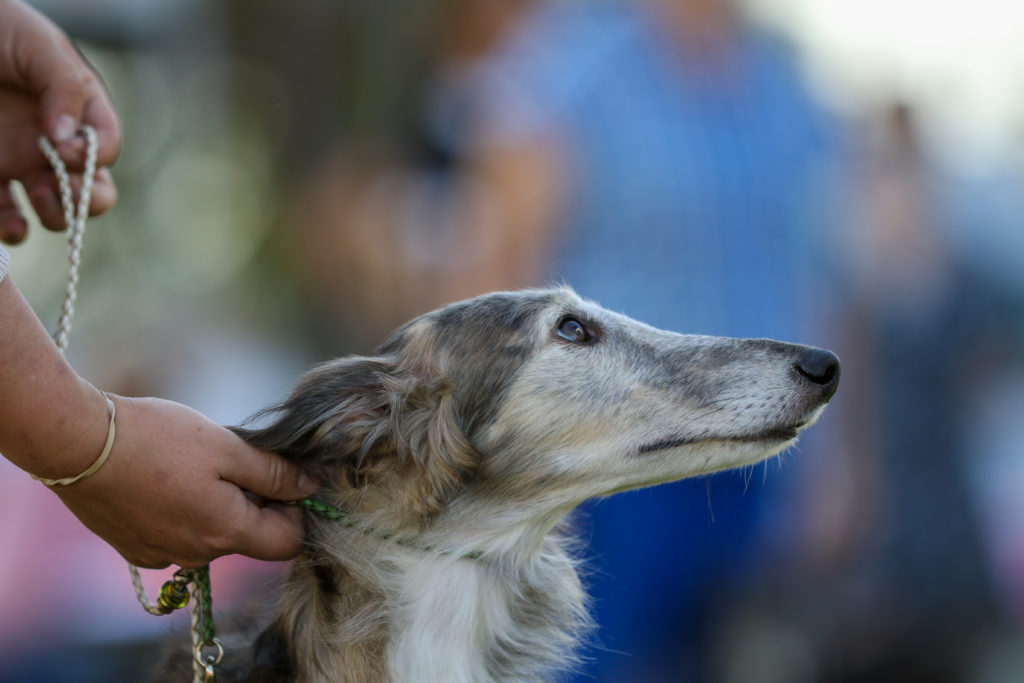 A profile photo of a fawn brindle in the show ring at Silkenfest 2019. Photo by Ashley Cirimeli