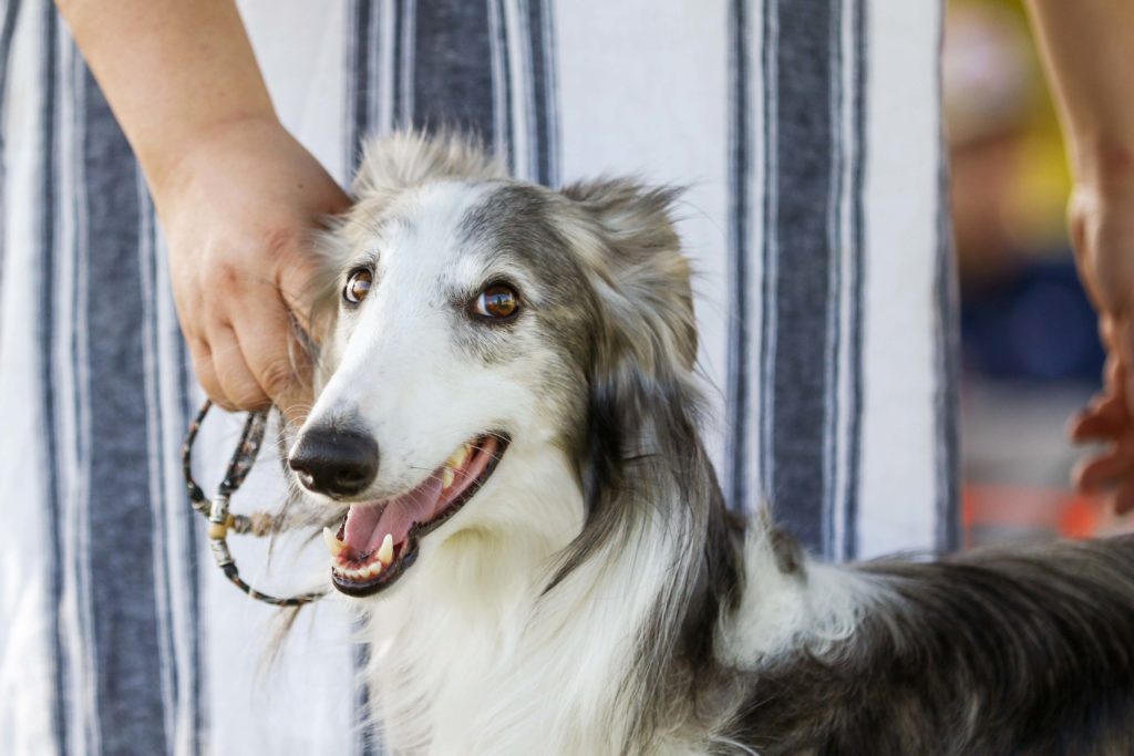 A closeup of a silver brindle silken in the show ring. Photo by Ashley Cirimeli