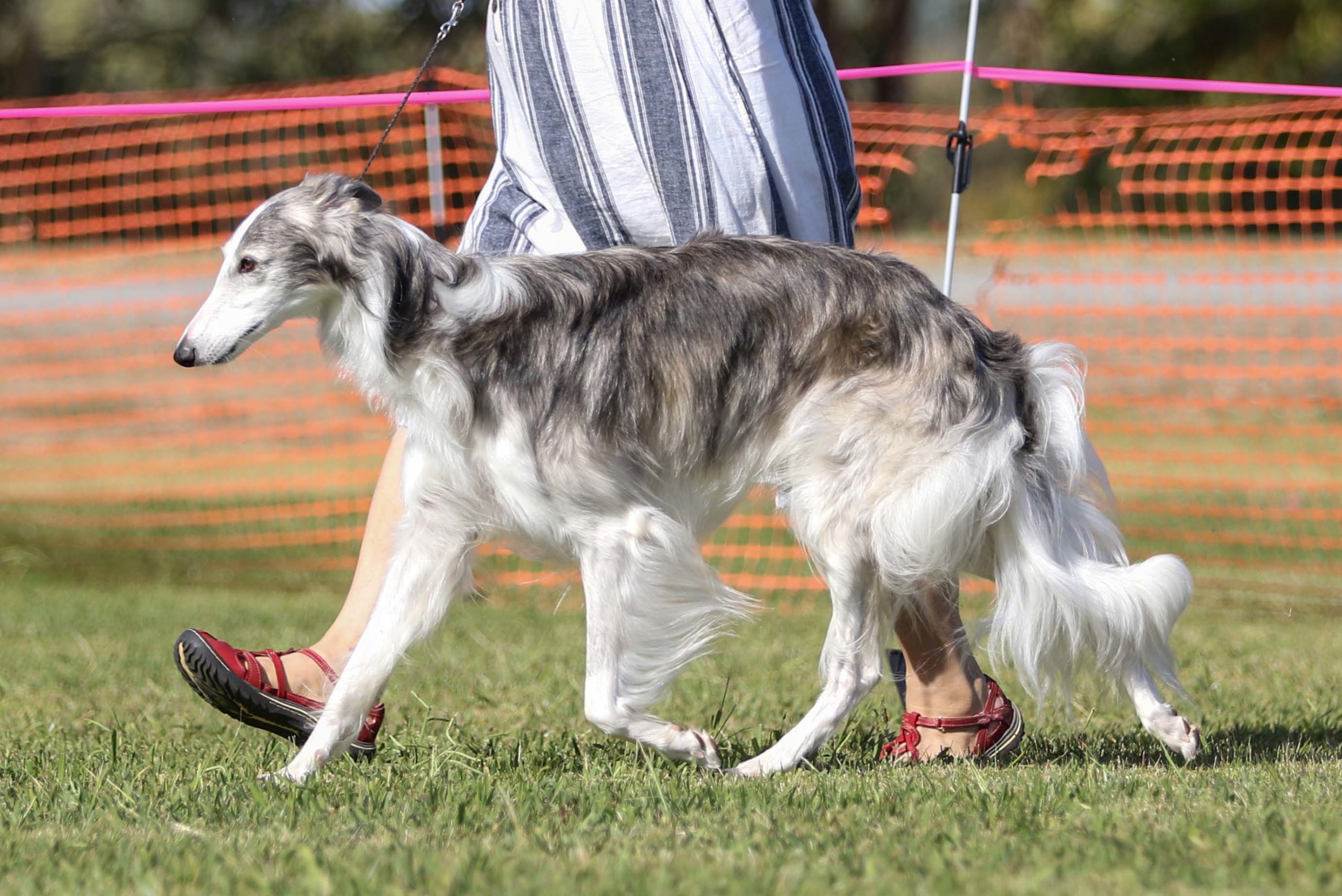 A silken trotting in the show ring at Boofest 2019. Photo by Ashley Cirimeli