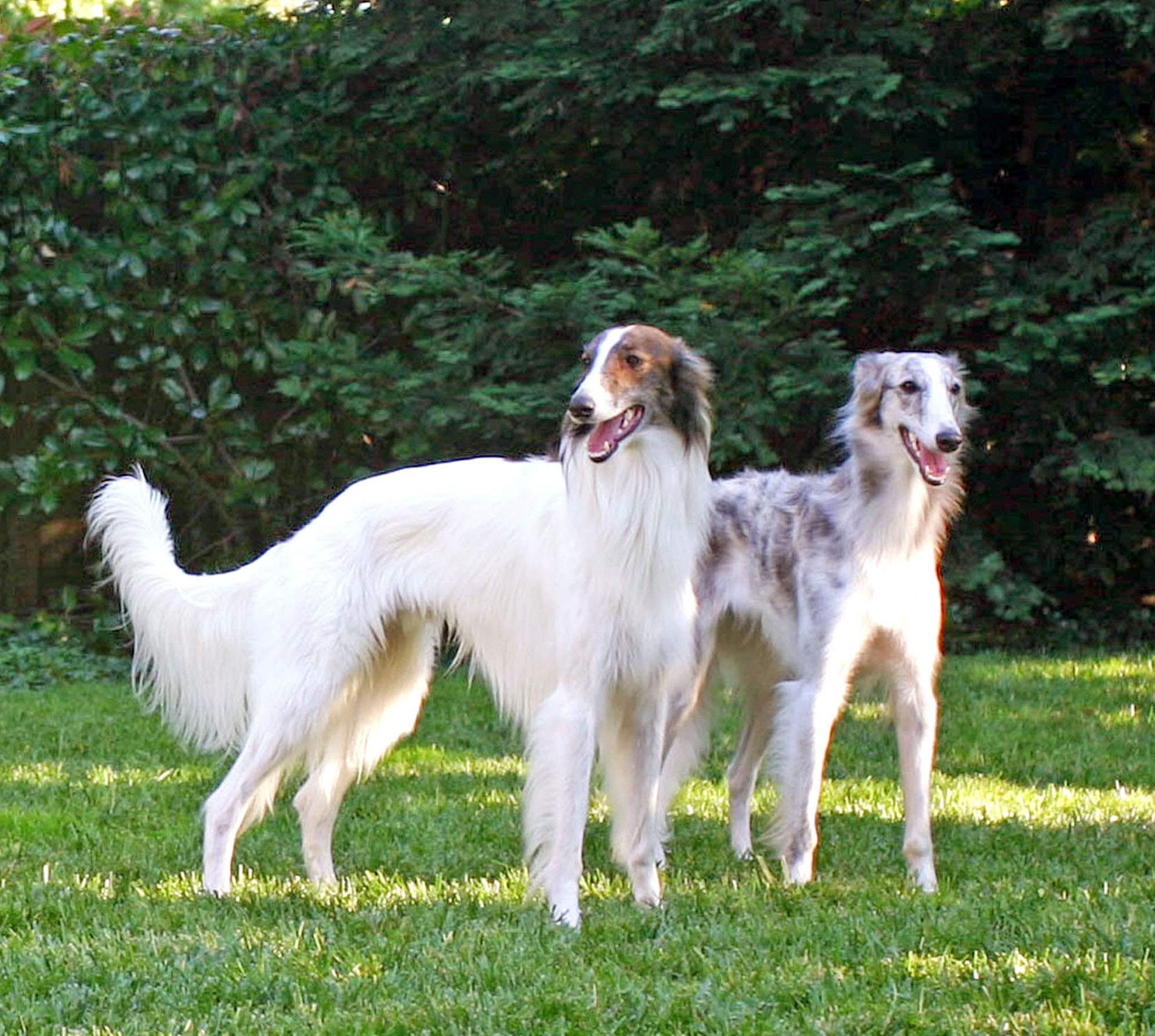 Two silken windhounds standing next to each other. Photo by Joyce Chin