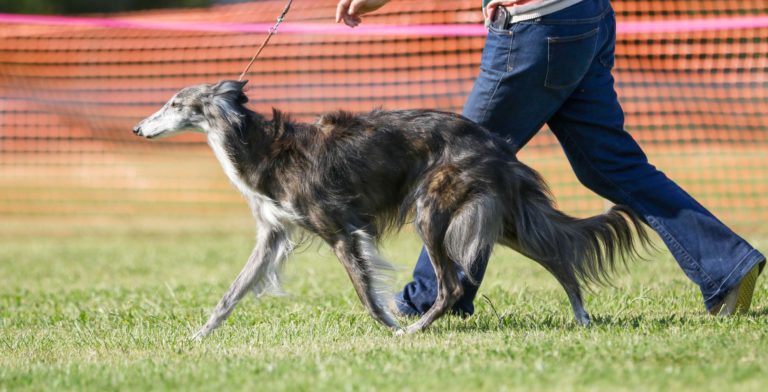 A red brindle silken gaiting in the show ring. Photo by Ashley Cirimeli