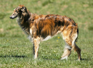 A stacked photo of a red brindle silken windhound. Photo by Crystal B Photography