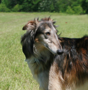 A grizzle silken windhound in profile. Photo by Joyce Chin.