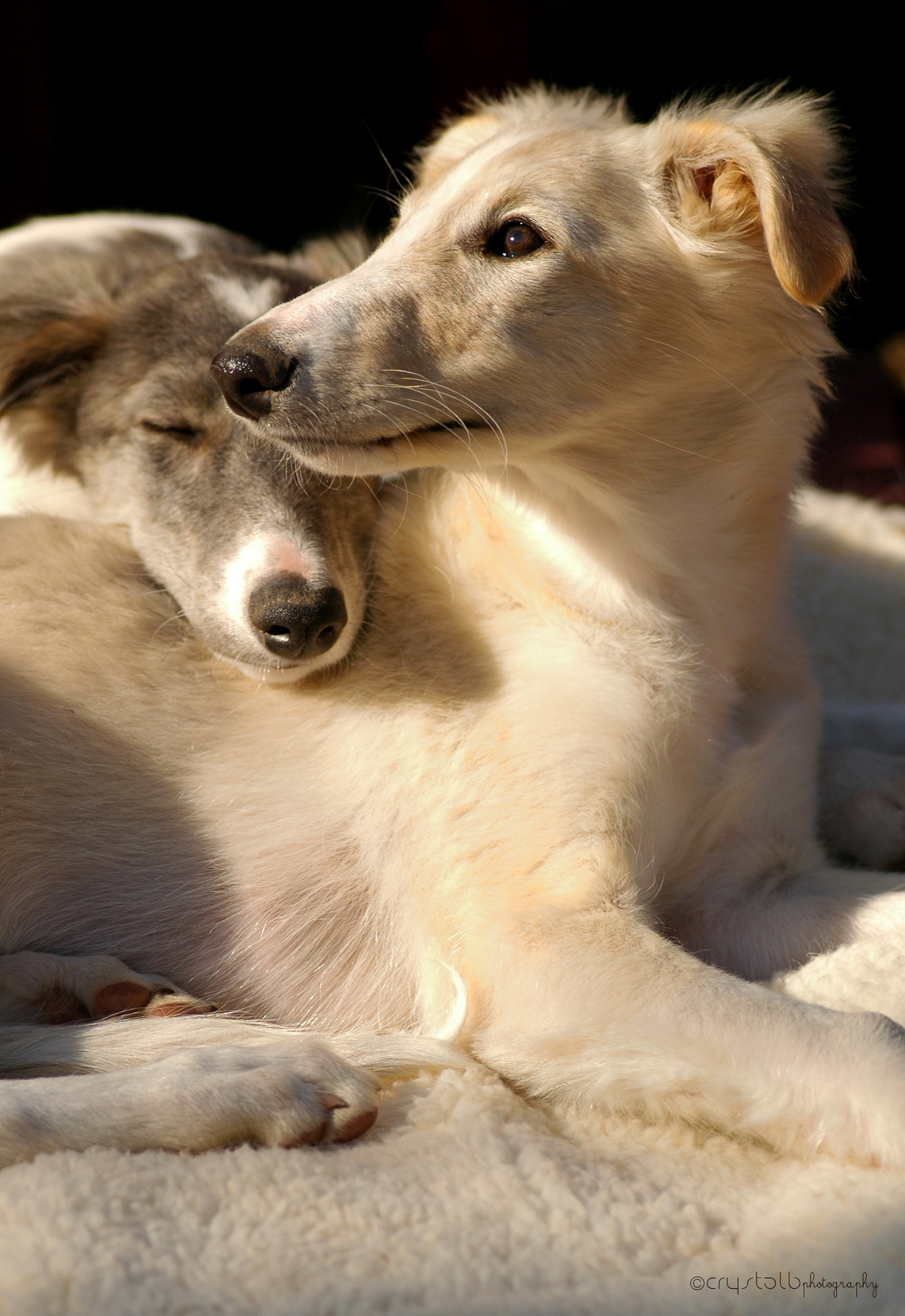 Two silken windhound puppies cuddling. Photo by Crystal B Photography