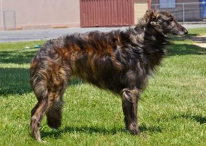 A stacked red brindle silken windhound. Photo by Joyce Chin