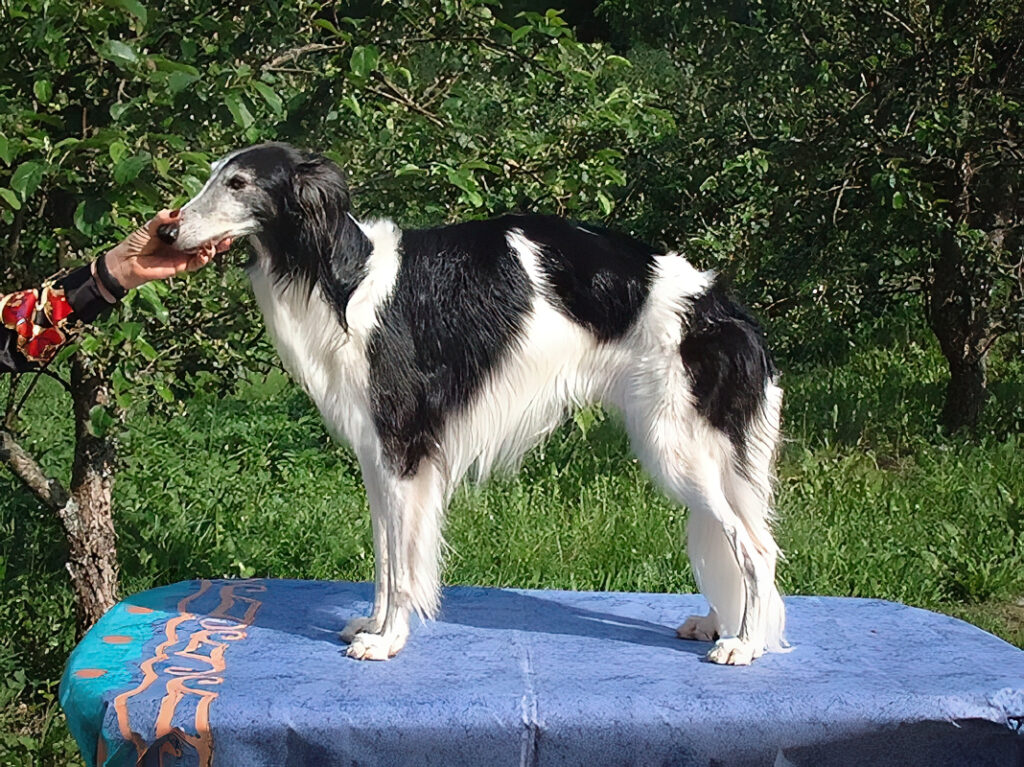 Kristull Texas Pinto
