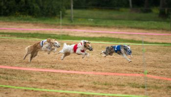 sienna-stetson-possum-lgra